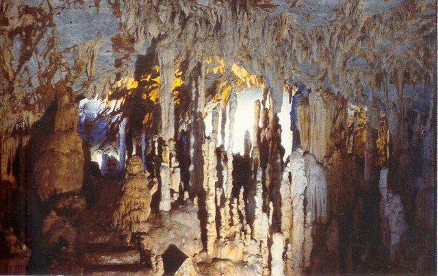 ΔΑΣΟΣ ΜΕ ΤΙΣ ΛΕΜΟΝΙΕΣ