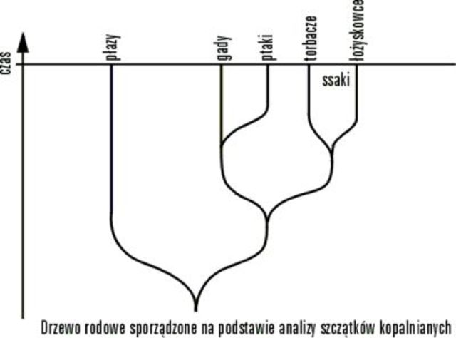 Tak samo: gady, ptaki i - tak jest! - ssaki