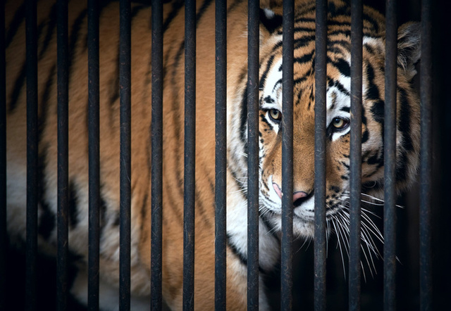 'The Adventure of the Blanched Soldier' Published