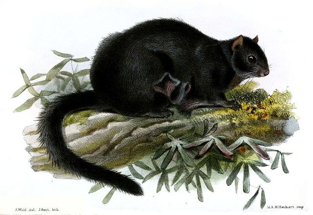 Tu mamy gałęzie. Na gałęziach wiewiórki nadrzewne, pod gałęziami naziemne i pomiędzy nimi polatuchy