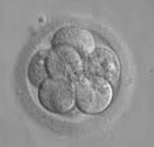 The first human mother to mother embryo transfer completed