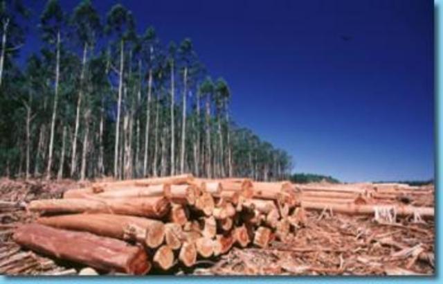 Destrucción de las selvas tropicales