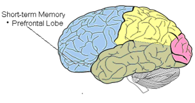 Middle Childhood Cognitive Development