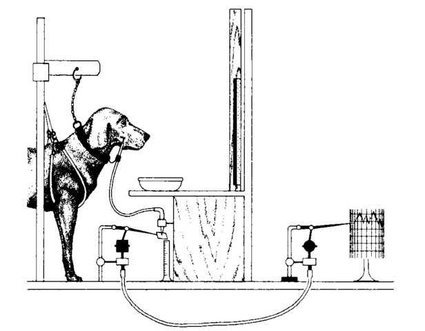 Classical Conditioning Theory