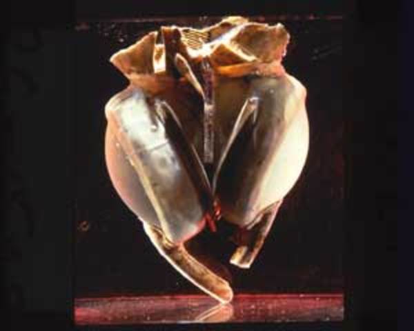 Liotta-Cooley artificial heart