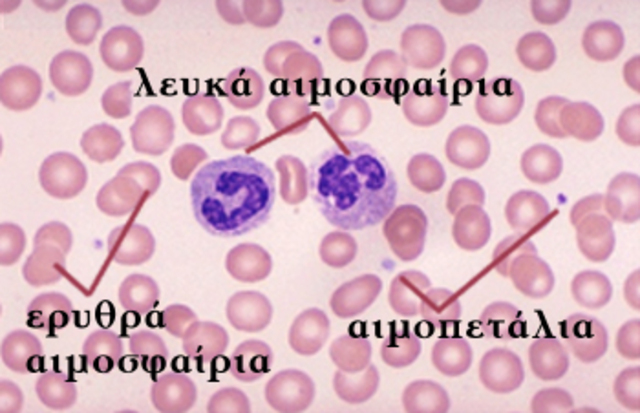 ΑΙΜΟΠΕΤΑΛΙΑ