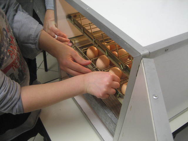 Giriamo le uova