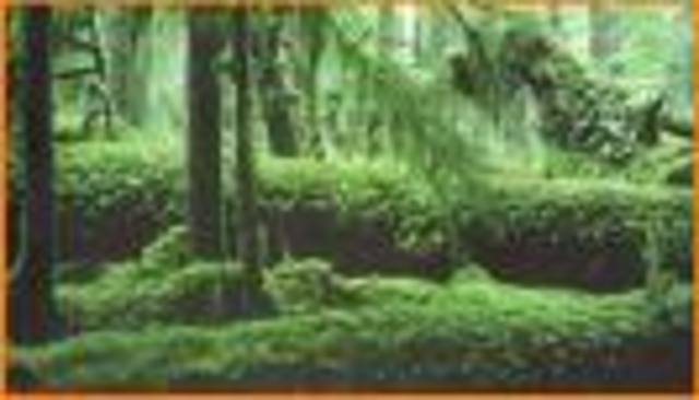 Desaparicion de la selva tropical