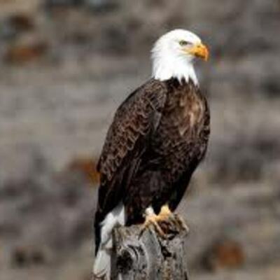 Timeline: Ethan American Revolution