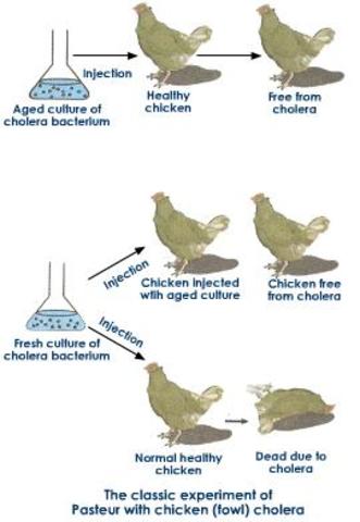 Louis Pasture Experiments with bacteria