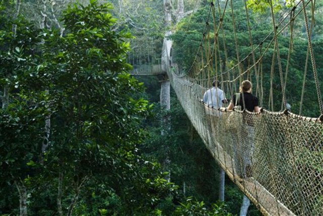 Desaparición Selvas Tropicales