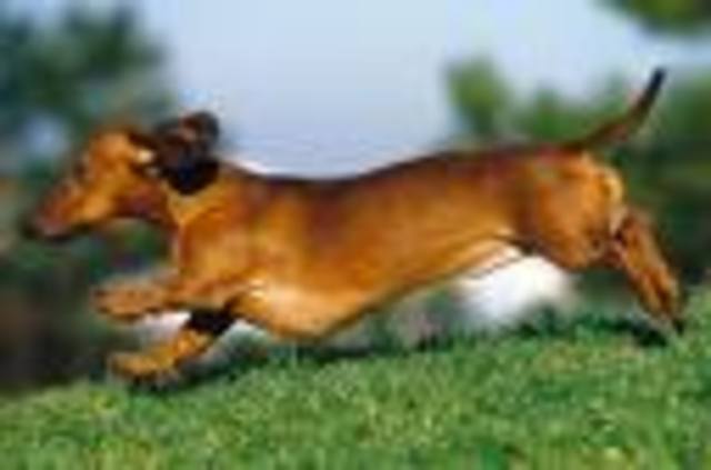 Me regalaron un perrito