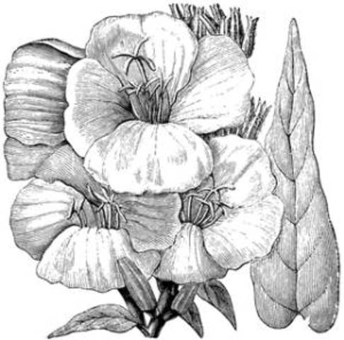 Hugo de Vries Study of Primroses