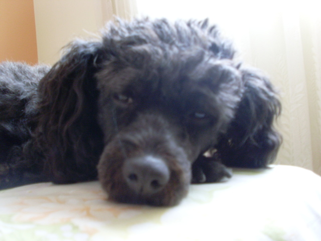 Me regalaron a mi perrito