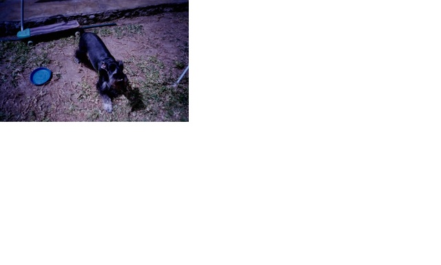 Compramos a mi perro