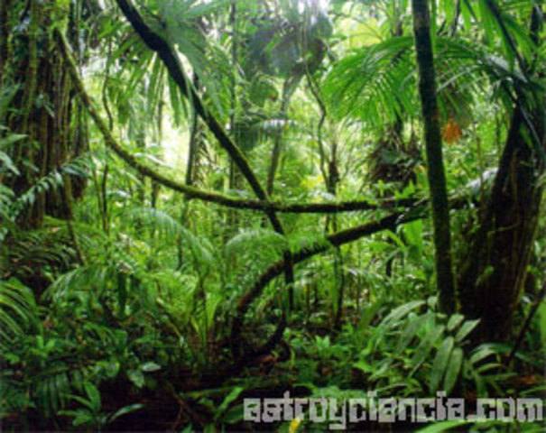 Desaparicion De Las Selvas Tropicales