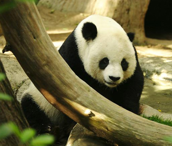 Endangered Species Act