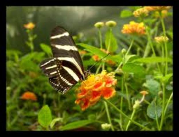 TERMINANDO LA CARRERA