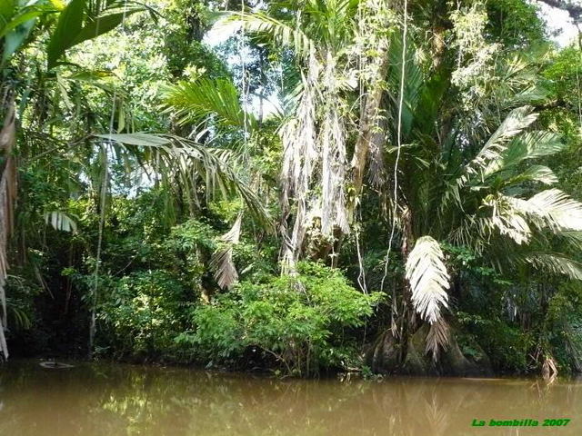 Desaparicion de las Selvas Tropicales