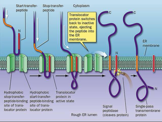 Find the targeting sequence