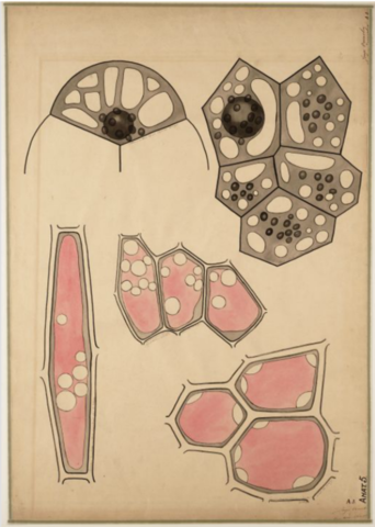 Hugo de Vries: Plant Cell Hypothesis