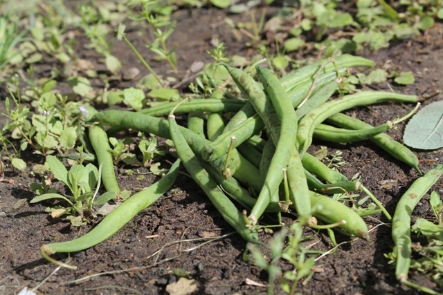 Plant Snap Beans