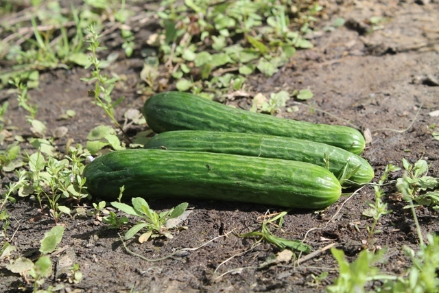 Plant Cucumbers