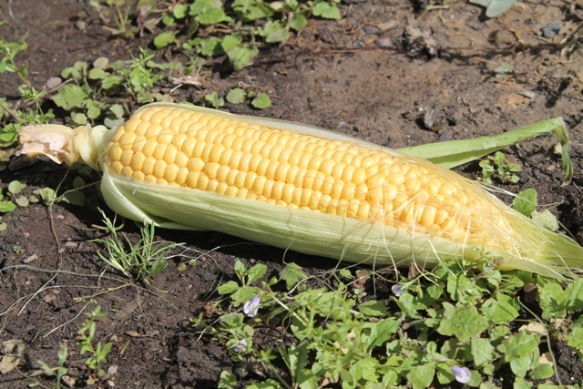 Plant Sweet Corn