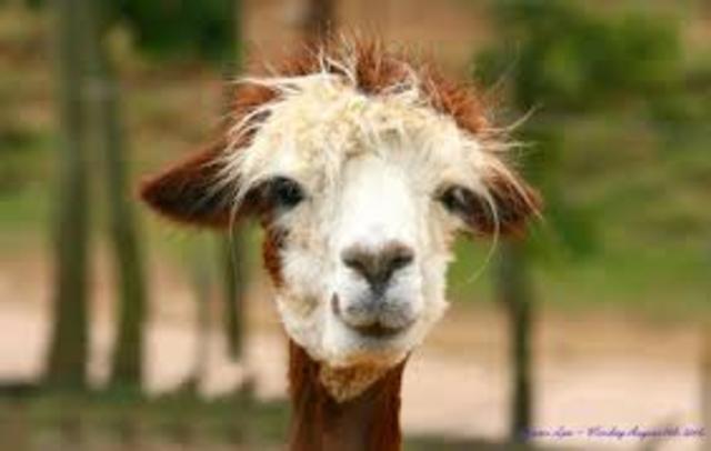 The first ever Llama was invented