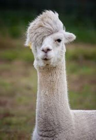 Emo Llama phase