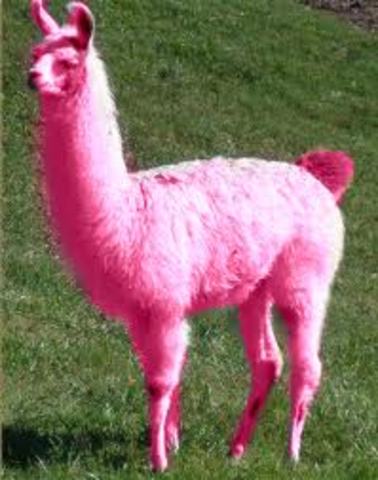 Crazy experemental Llama phaase