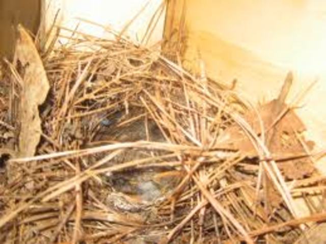 Late Adulthood (36-64)