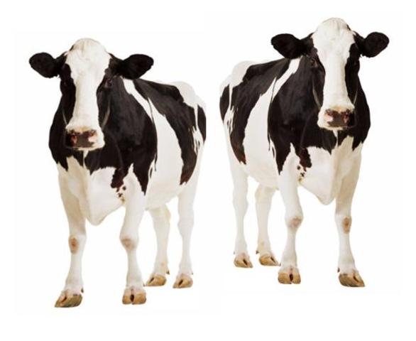 The US government gives the OK to the production and marketing of foods derived from cloned animals