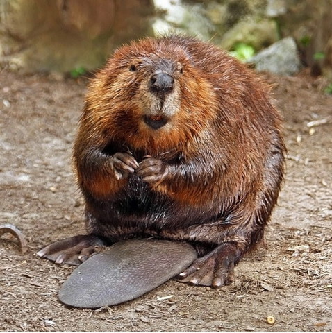 The Beaver Fur Trade