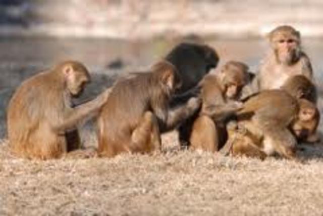 Kohlberg: Instrumental Relativist