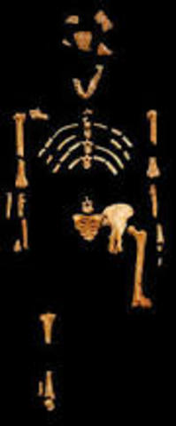 Alopithecus africanus