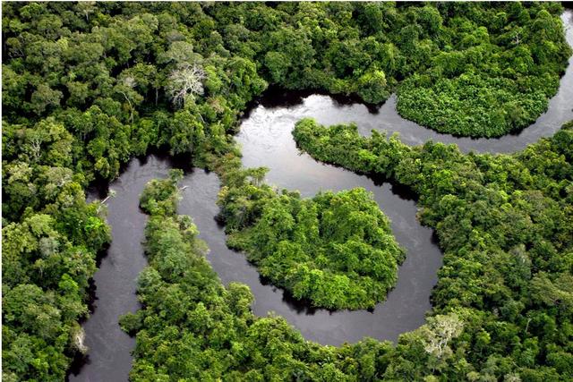 Desaparicion de las selvas tropicales