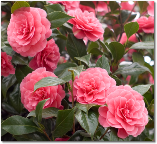 Jem cut up all of Mrs. Dubose's flowers.