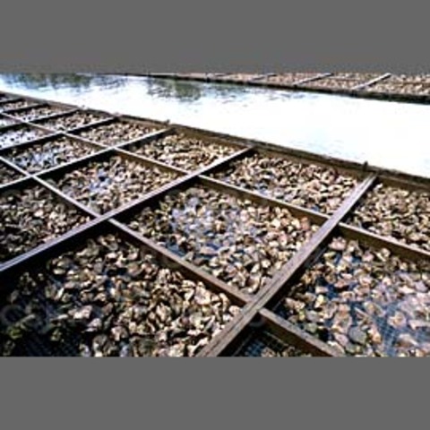 Oyster Farming and Mud Worms