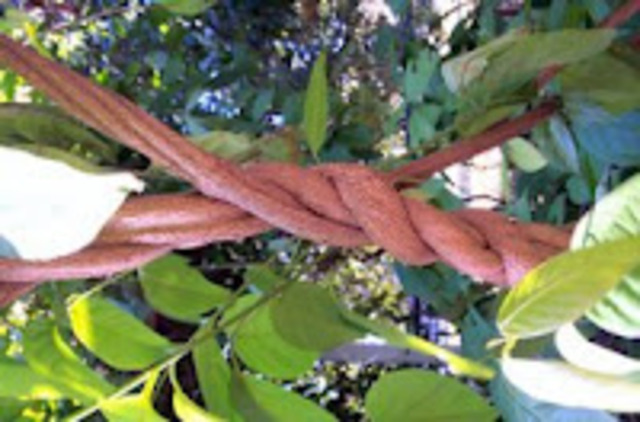 First Patent on a living organism