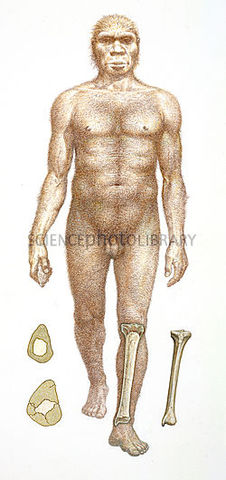 Homo heidelbergensis