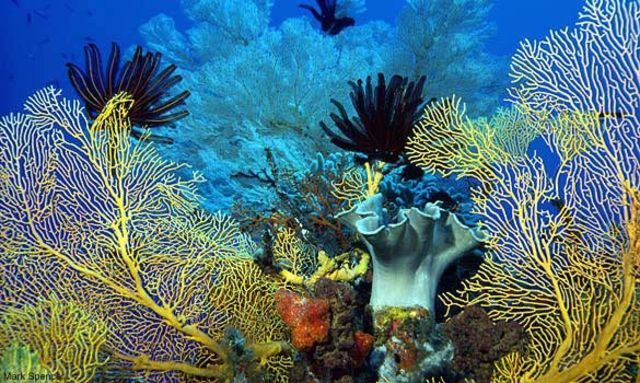 Battle of the Coral Sea