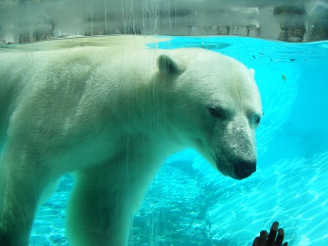 when i went to the zologico of guadalajara