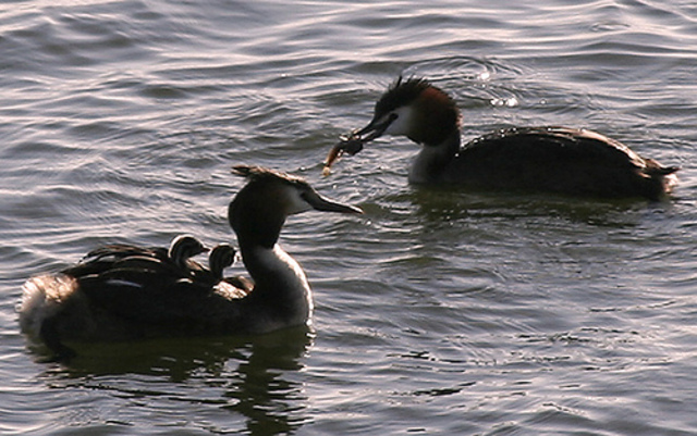 Appointed as Demonstrator (J.H)