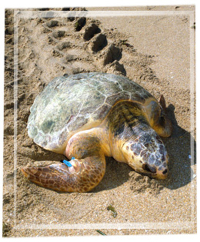 Female Sea Turtle Nests