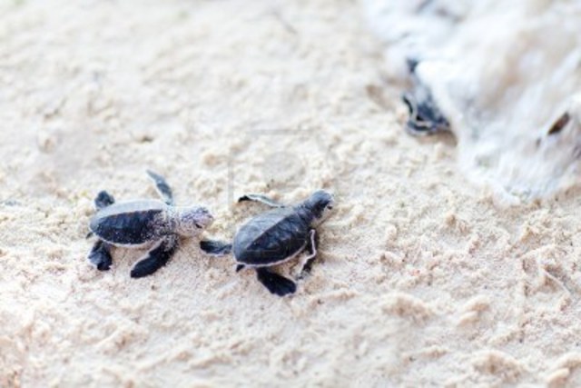 Sea Turtle Eggs Hatch
