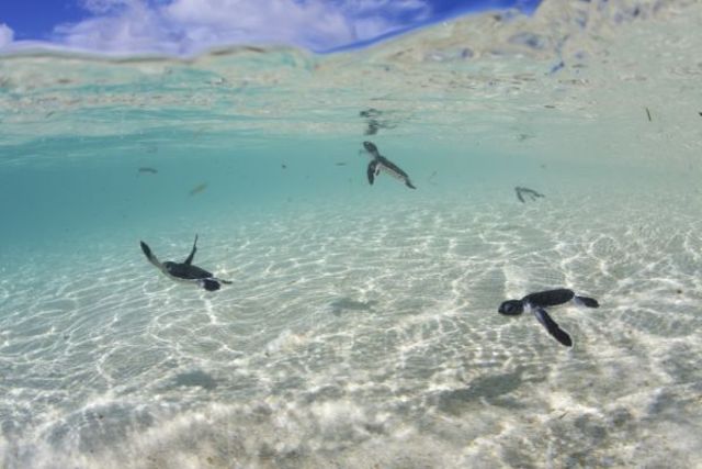 Baby Sea Turtles travel to Feeding Grounds