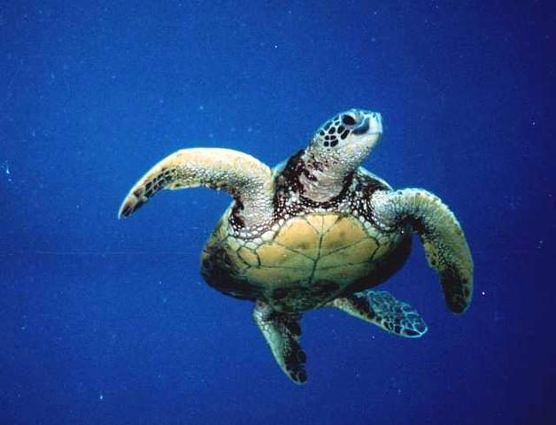 Sea Turtle Reaches the Feeding Area