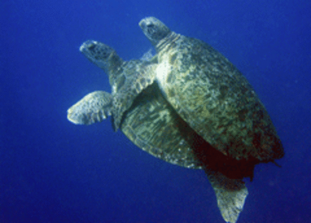 The Sea Turtles Mate