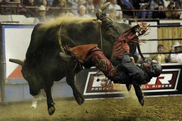 when i when't to the stock show